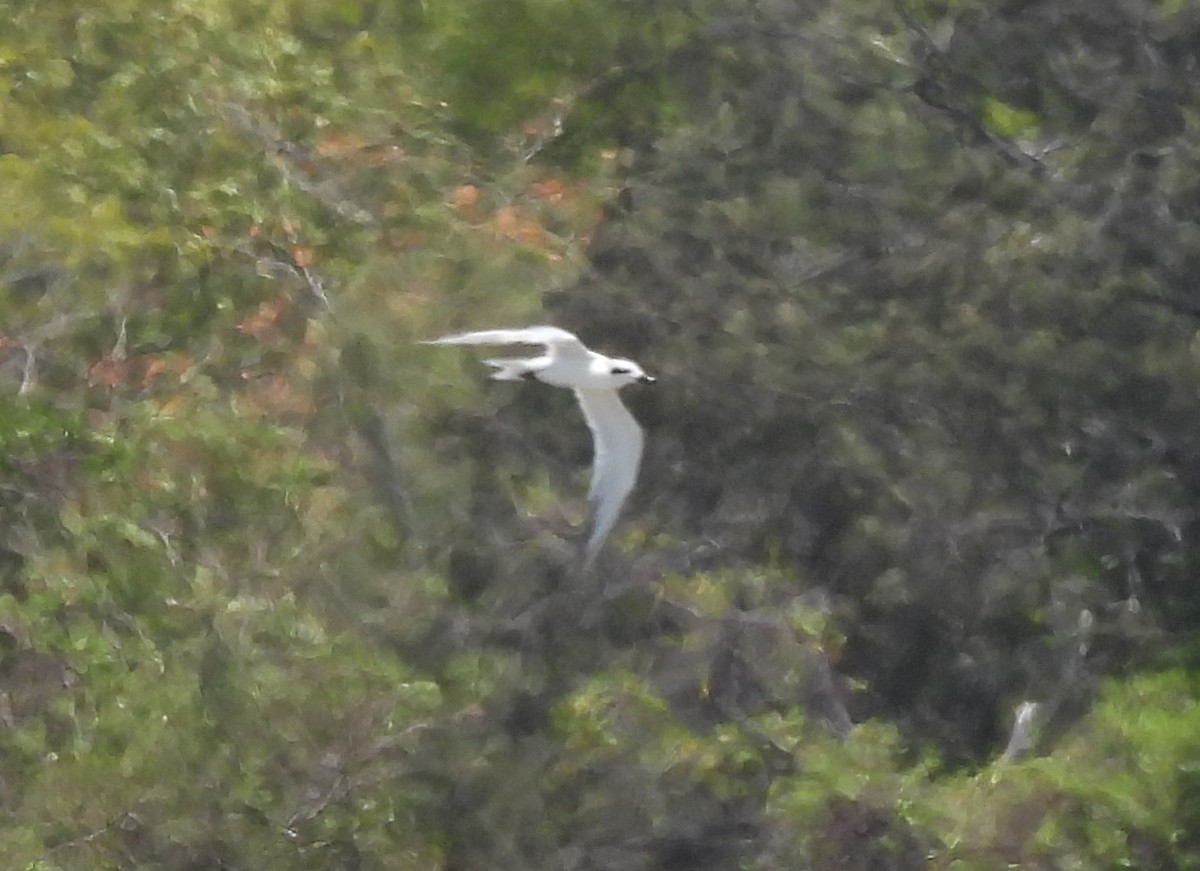 Gull-billed Tern - ML646428592