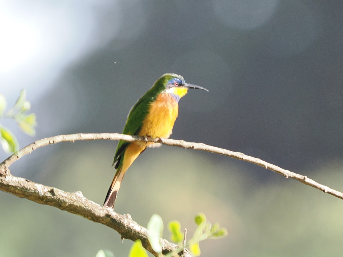 Ethiopian Bee-eater - ML646428594