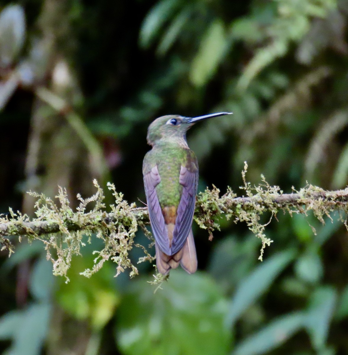 チャムネテリハチドリ - ML646428596