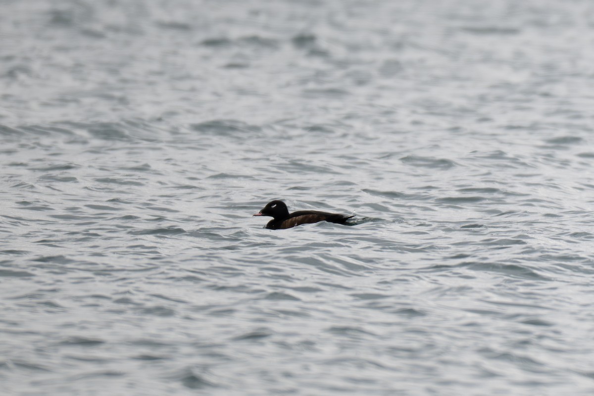 White-winged Scoter - ML646428597