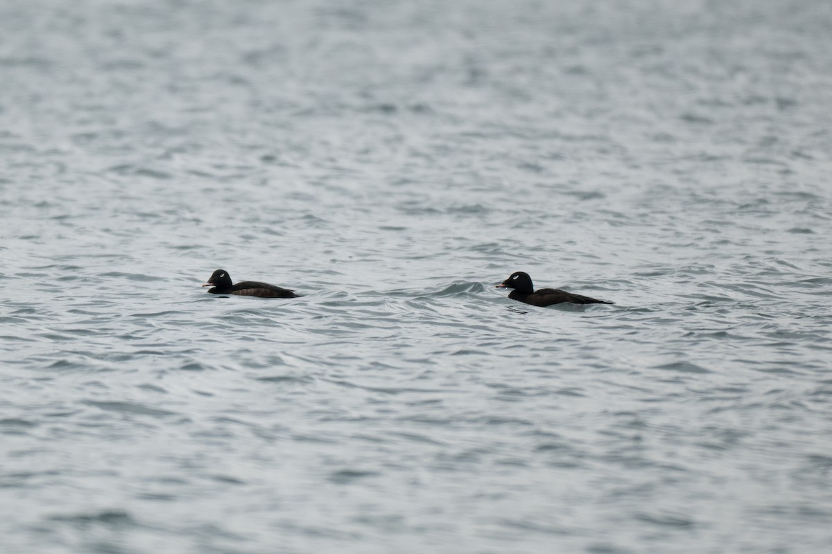 White-winged Scoter - ML646428598