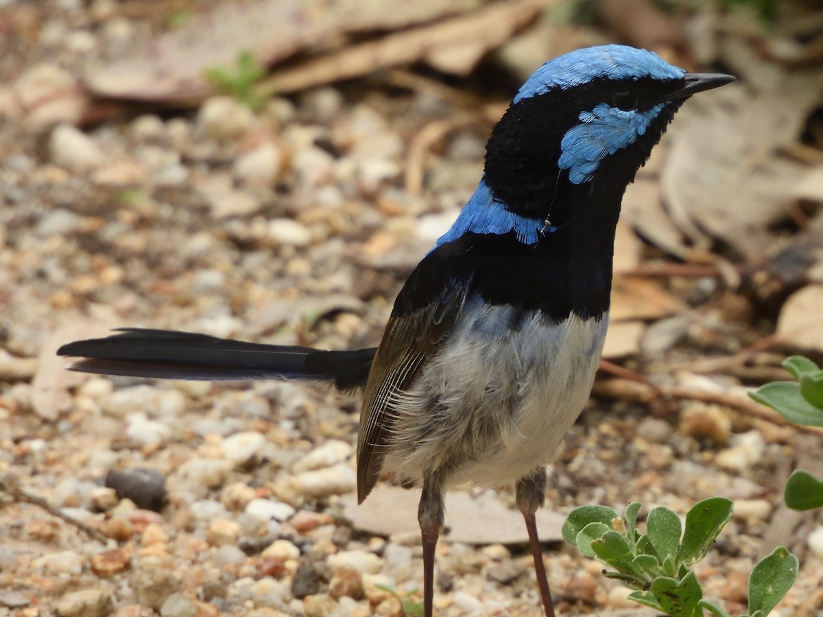 Superb Fairywren - ML646428599