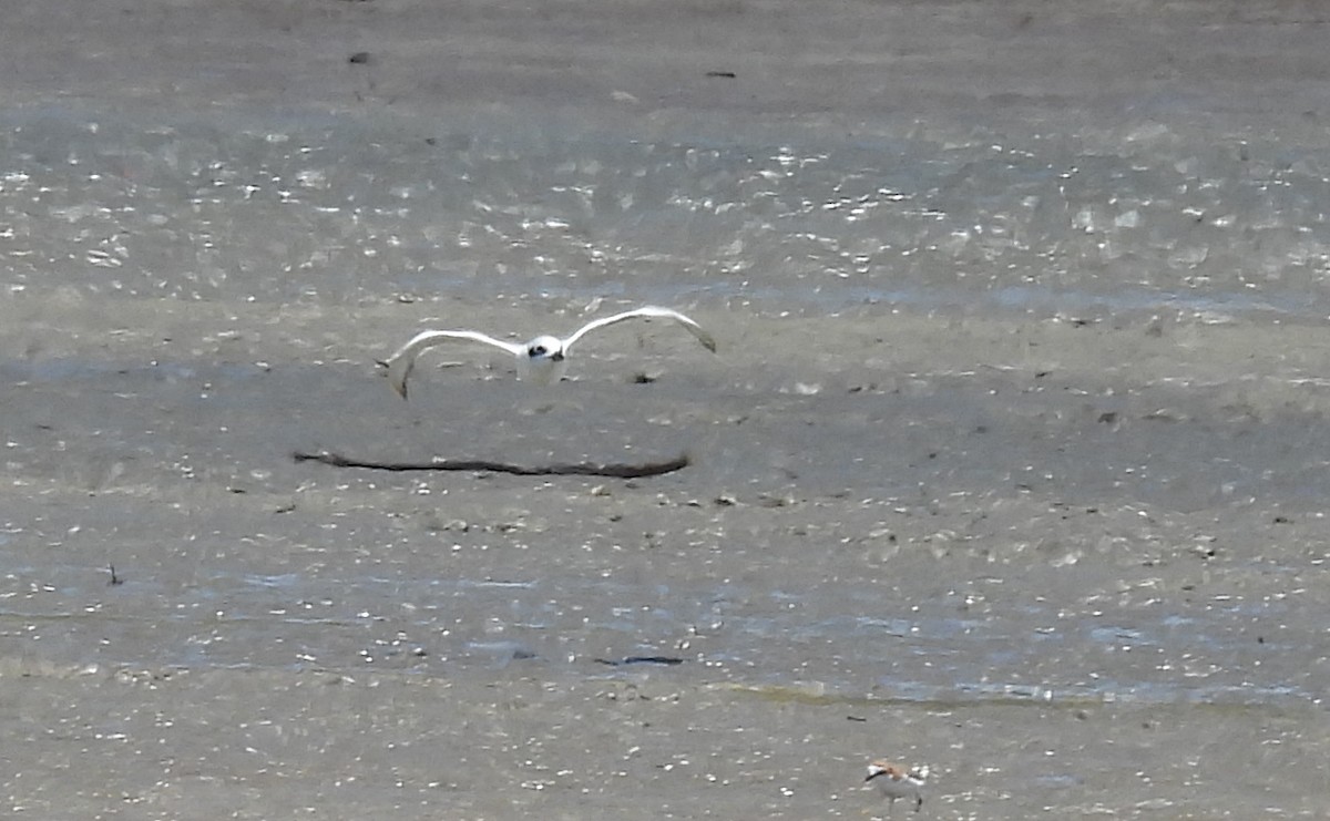 Gull-billed Tern - ML646428600