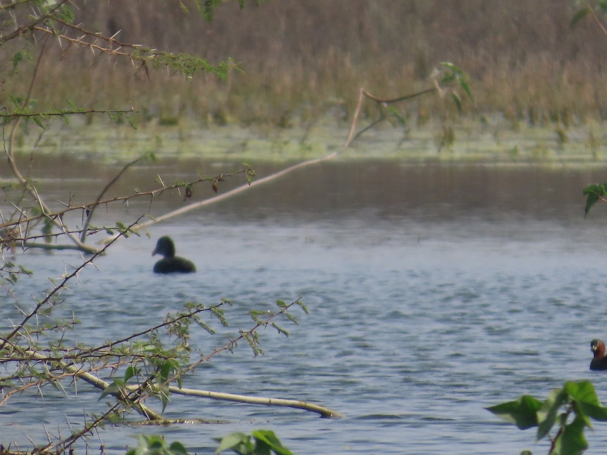 Little Grebe - ML646428601