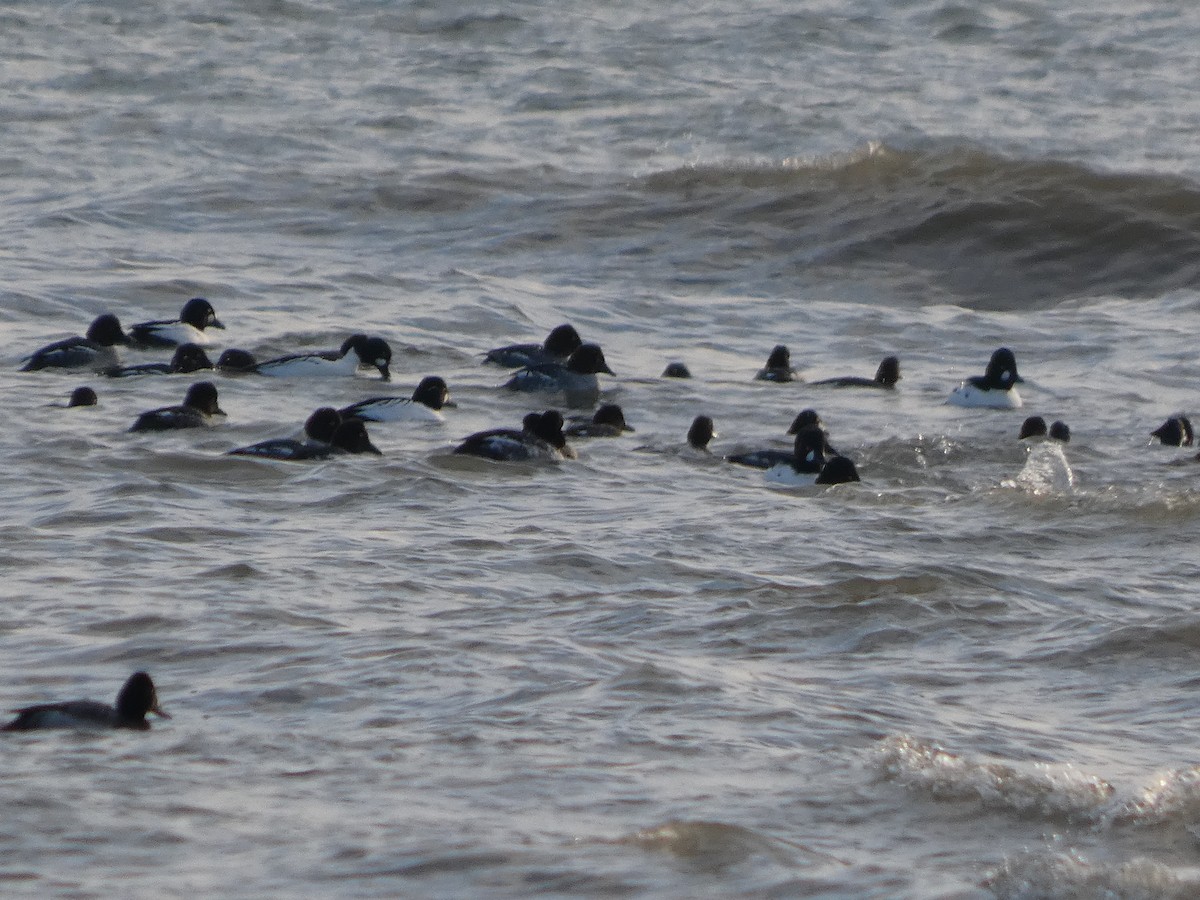 Common Goldeneye - ML646428602
