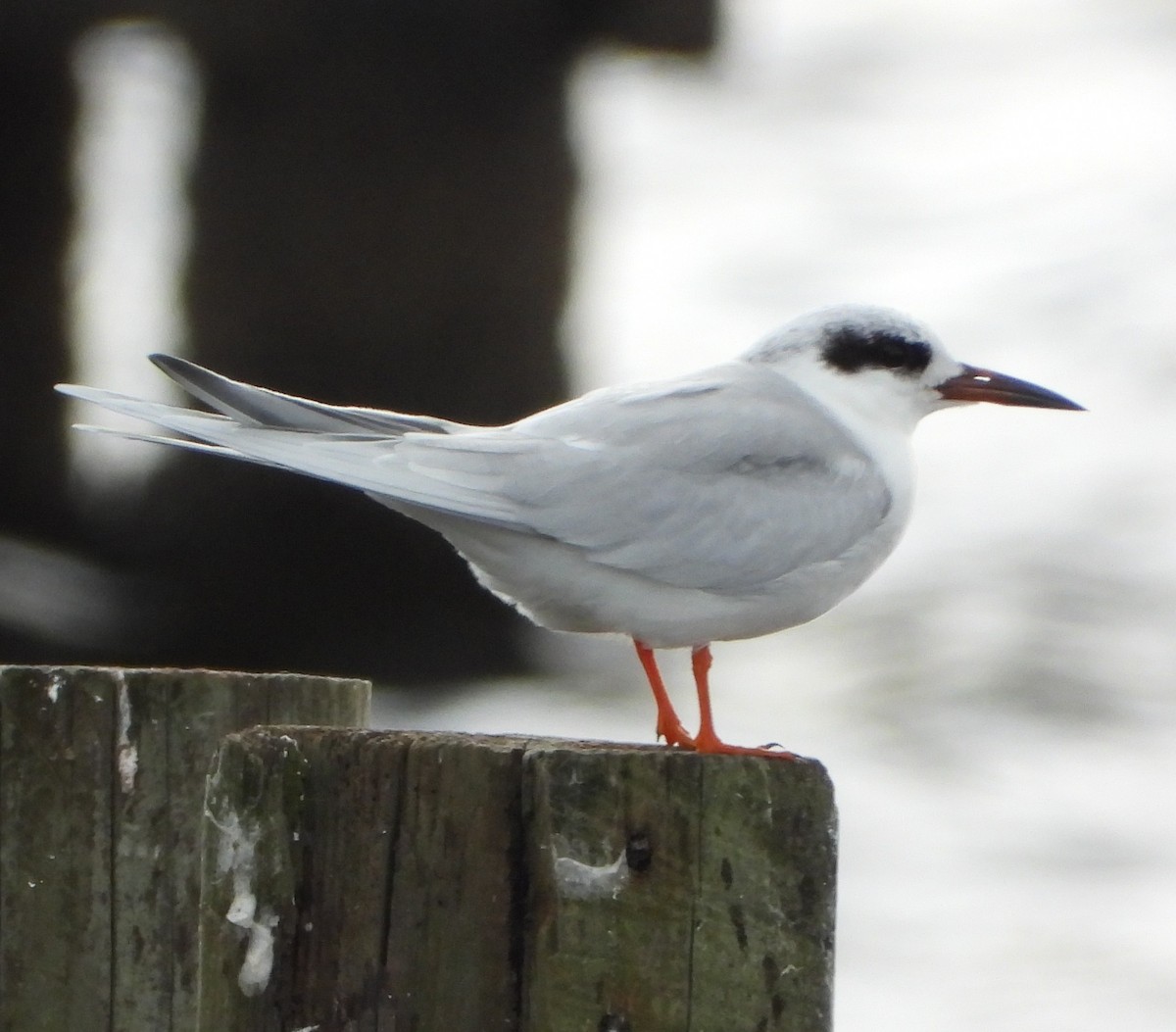 Forster's Tern - ML646428603