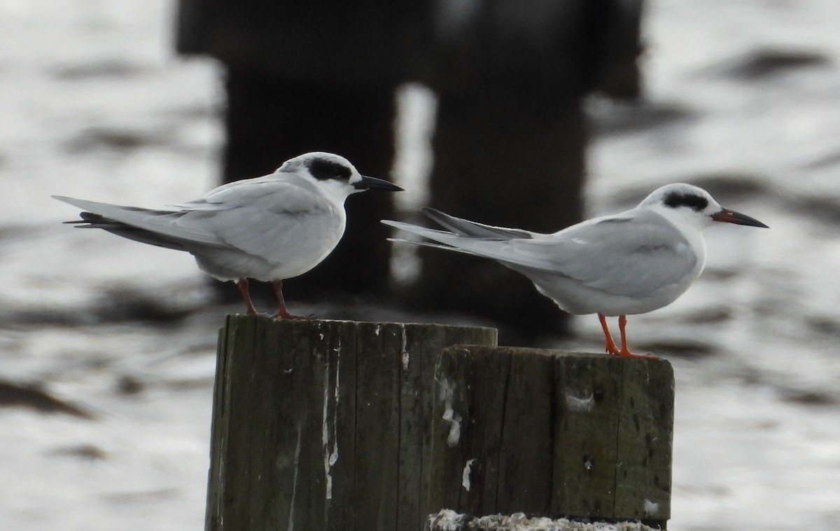 Forster's Tern - ML646428604