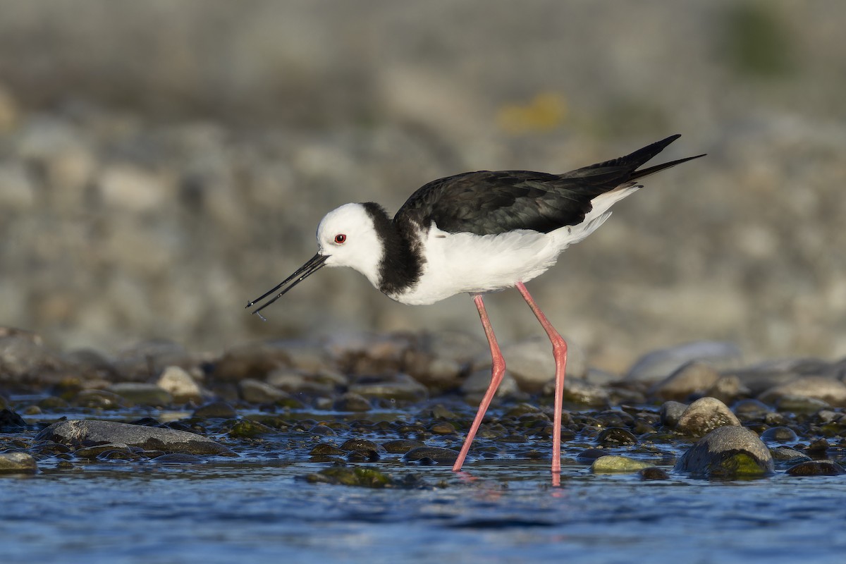 pisila bělohlavá - ML646428606