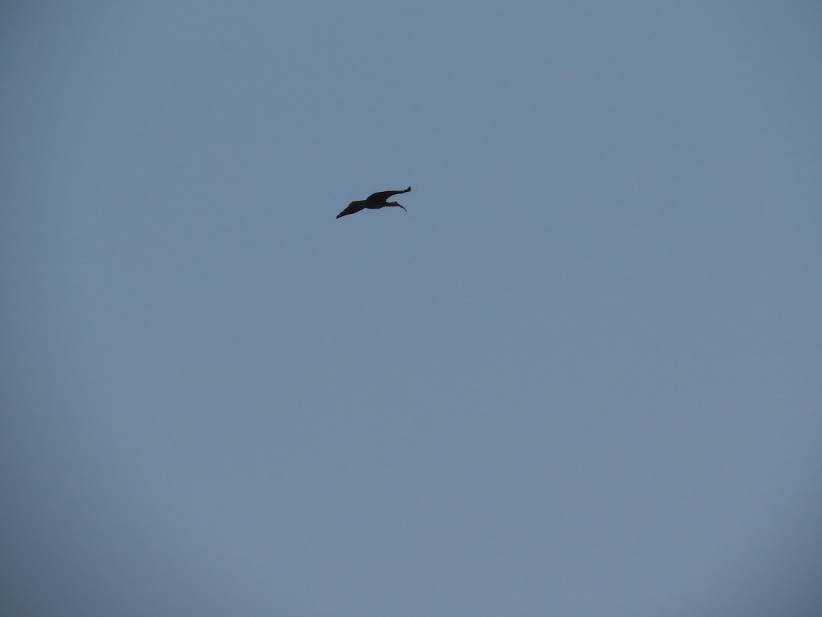 Red-naped Ibis - ML646428608