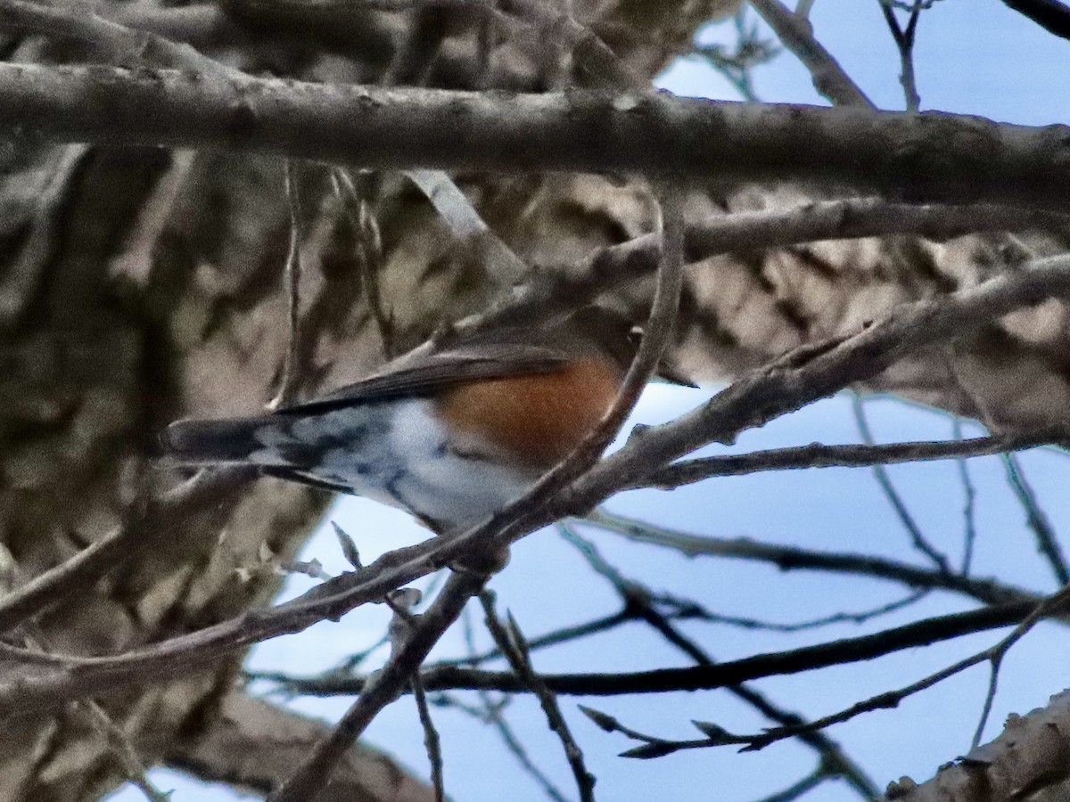 American Robin - ML646428609