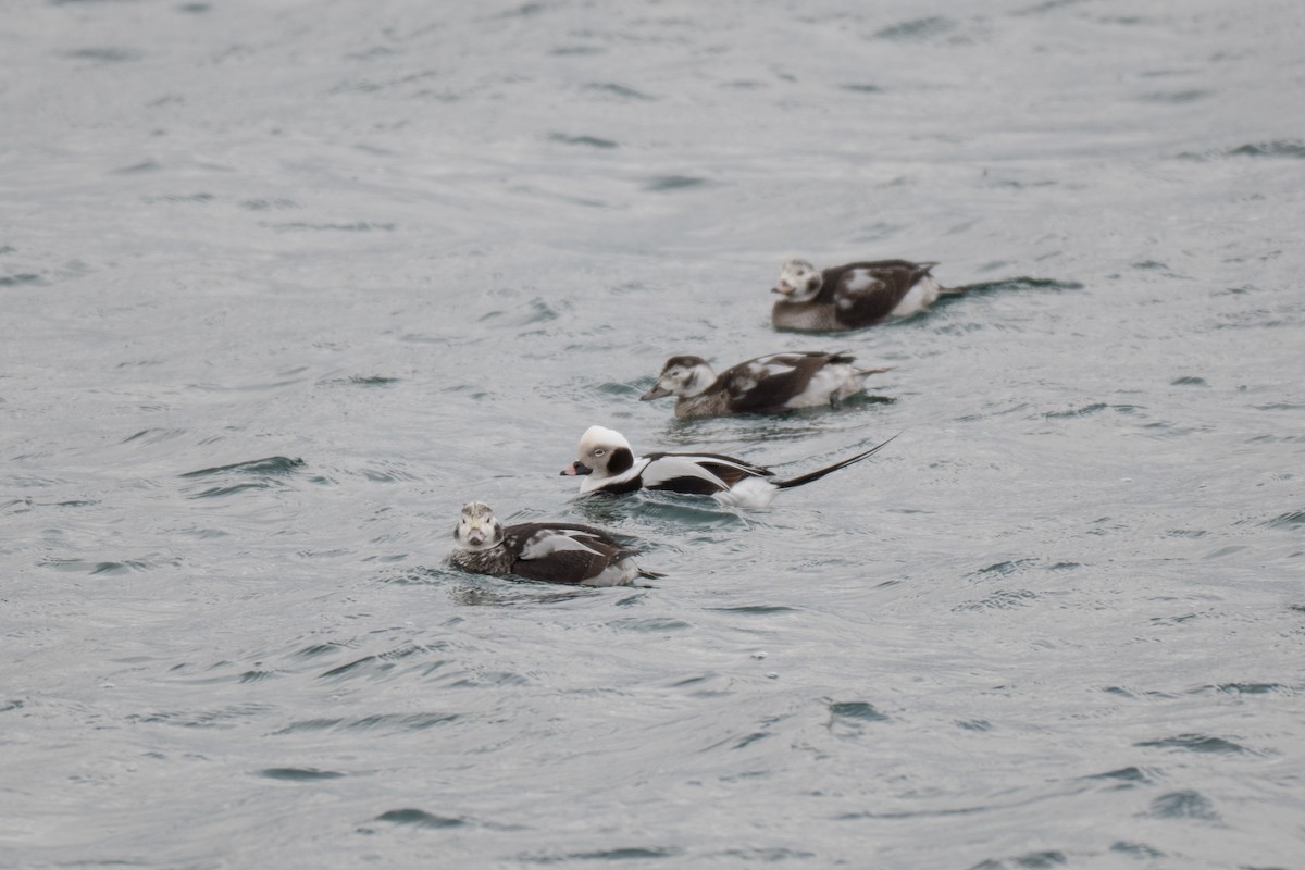 Long-tailed Duck - ML646428611