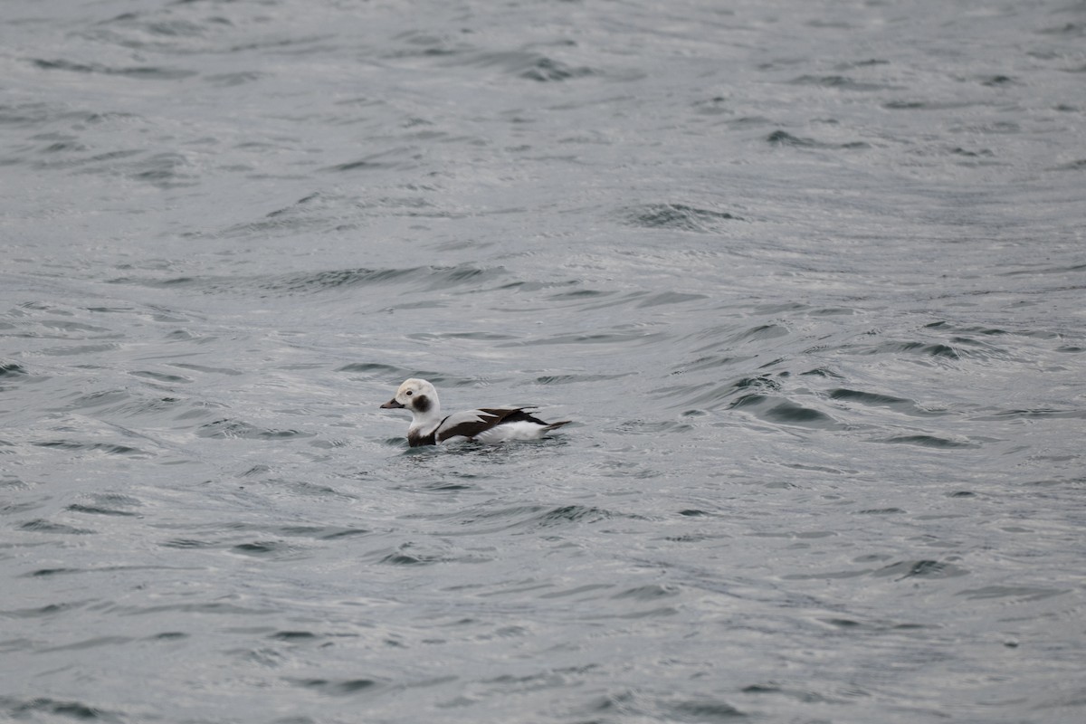 Long-tailed Duck - ML646428612