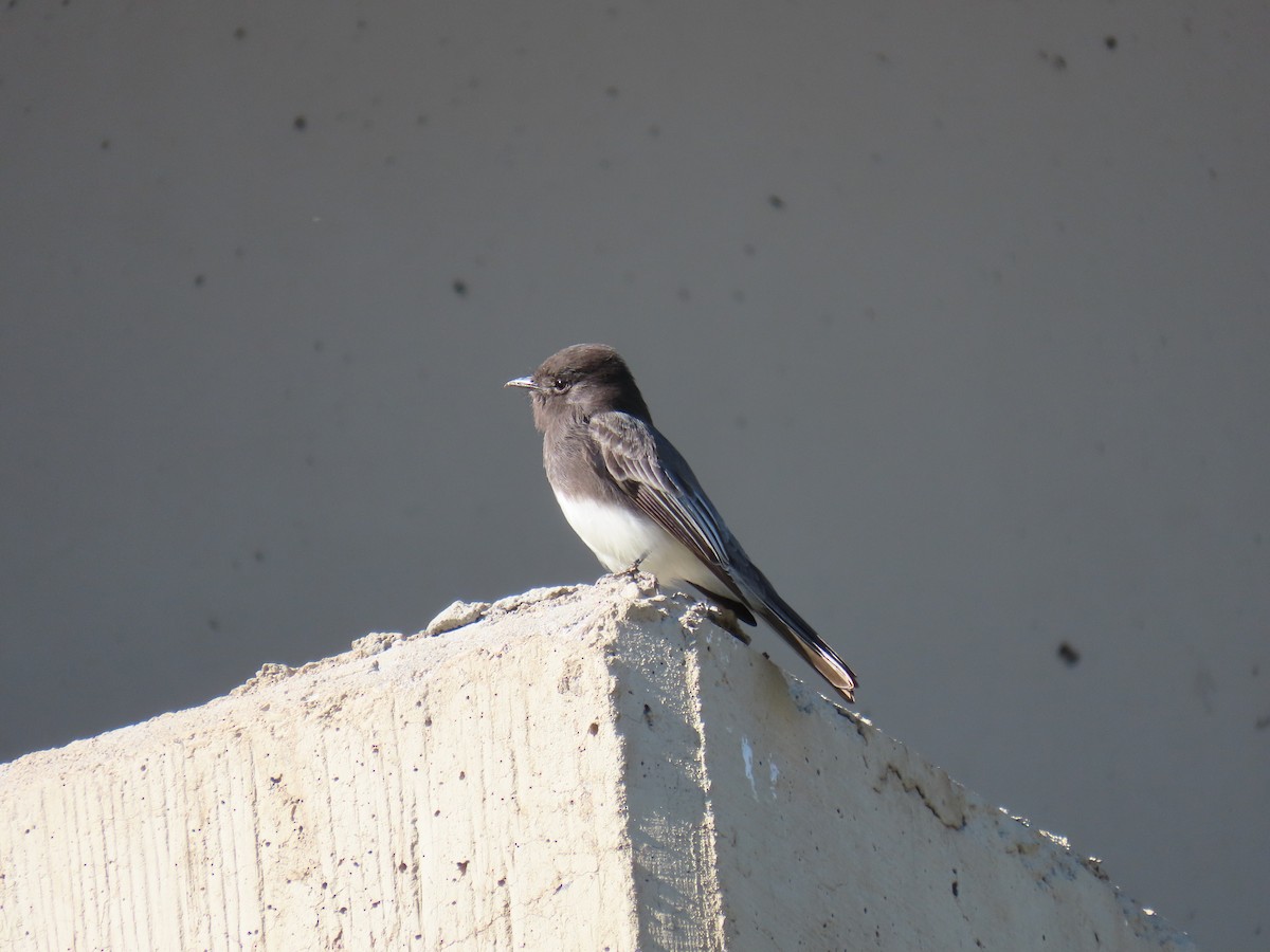 Black Phoebe - ML646428614