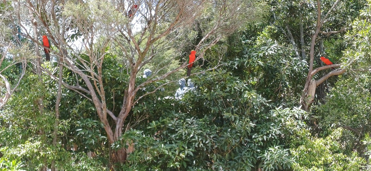 Australian King-Parrot - ML646428615