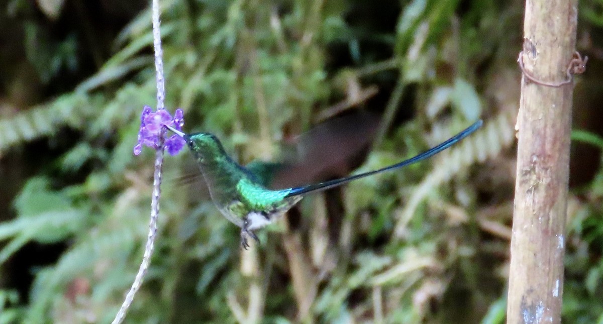 Long-tailed Sylph - ML646428616