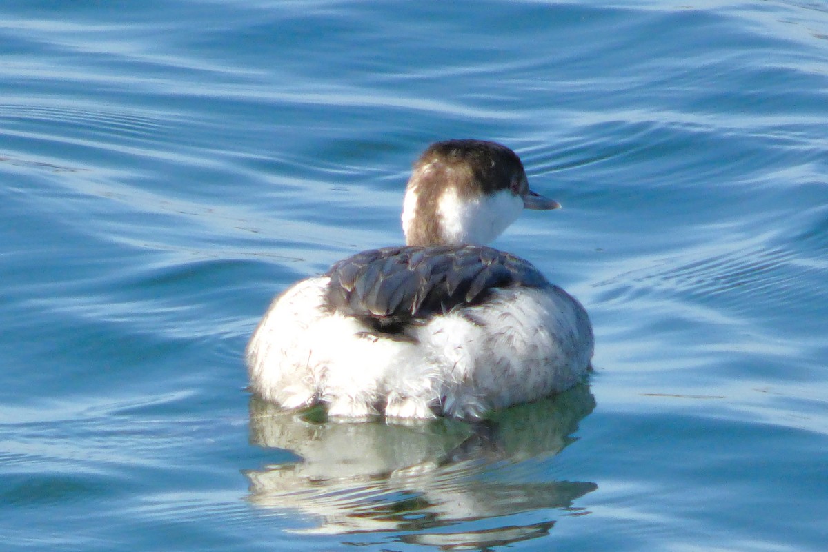 Horned Grebe - ML646428617