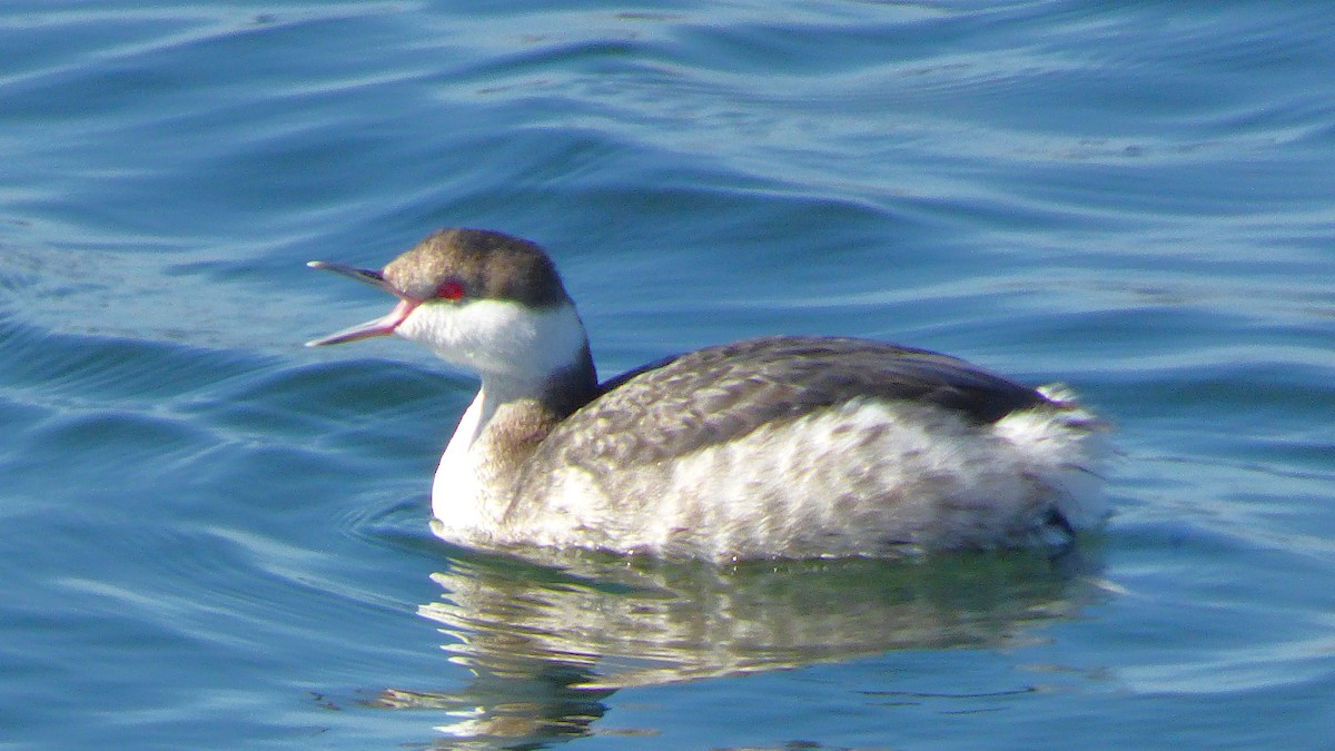 Horned Grebe - ML646428618