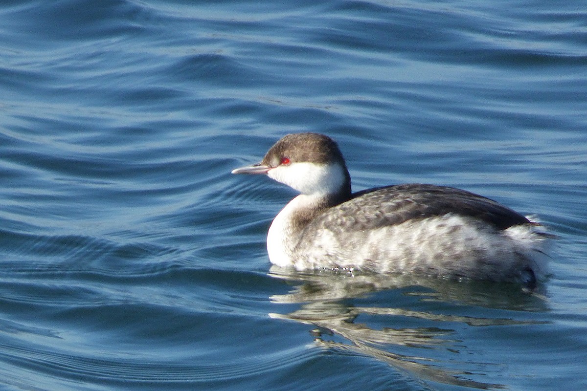 Horned Grebe - ML646428619