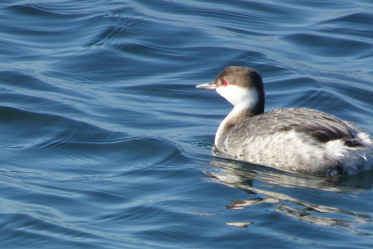 Horned Grebe - ML646428620