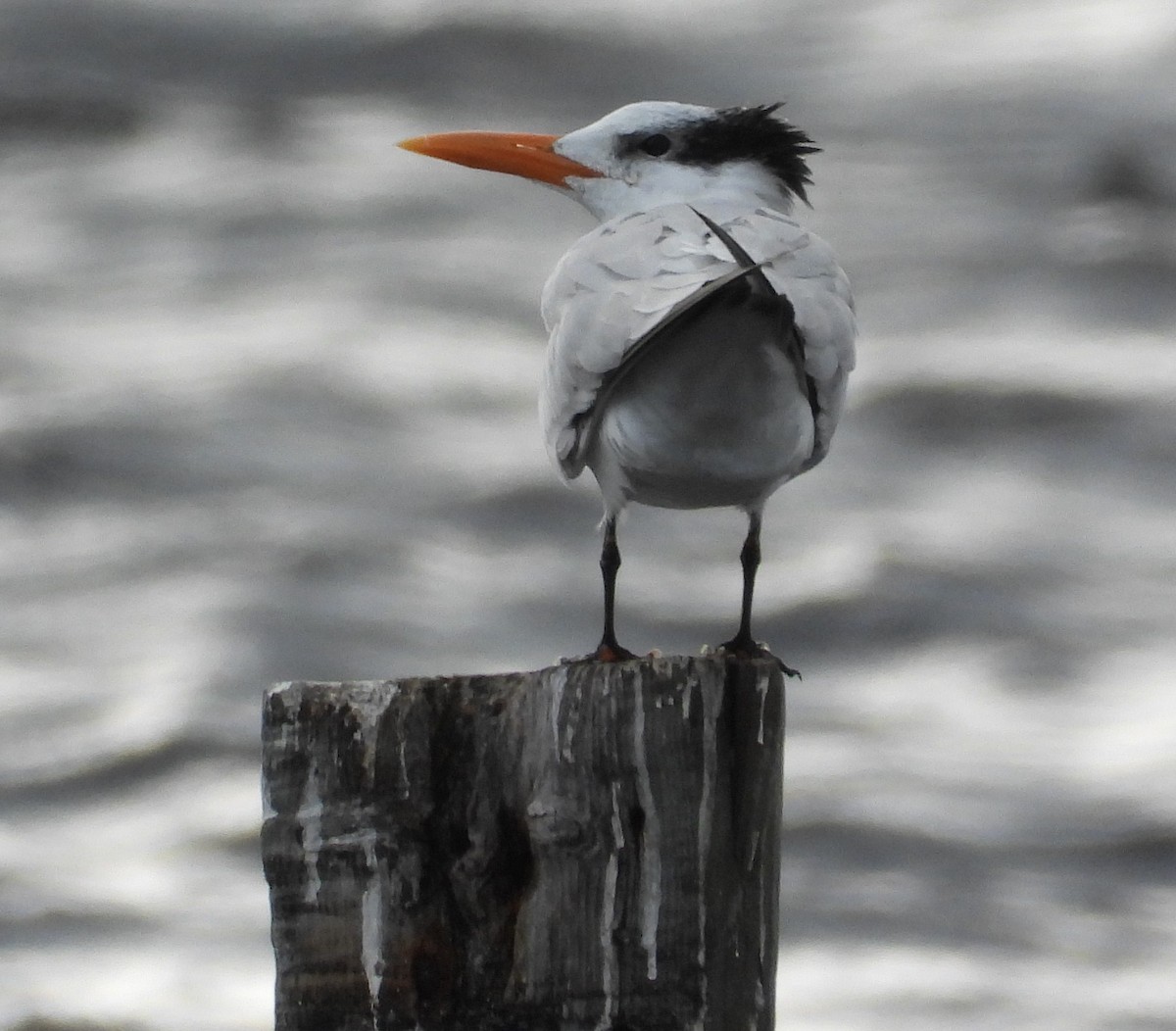 Royal Tern - ML646428624