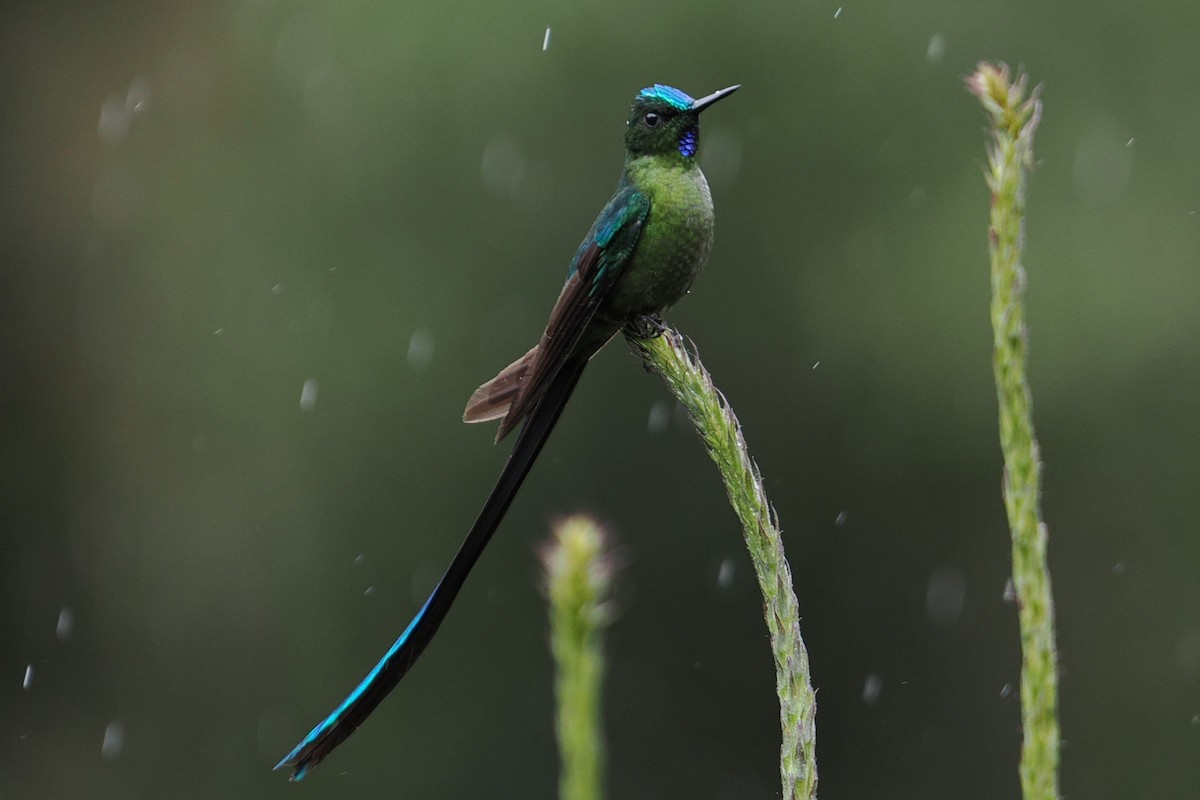 Long-tailed Sylph - ML646428625