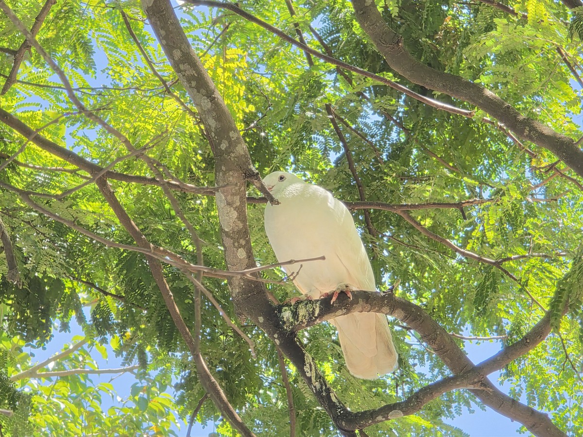Rock Pigeon (Feral Pigeon) - ML646428627