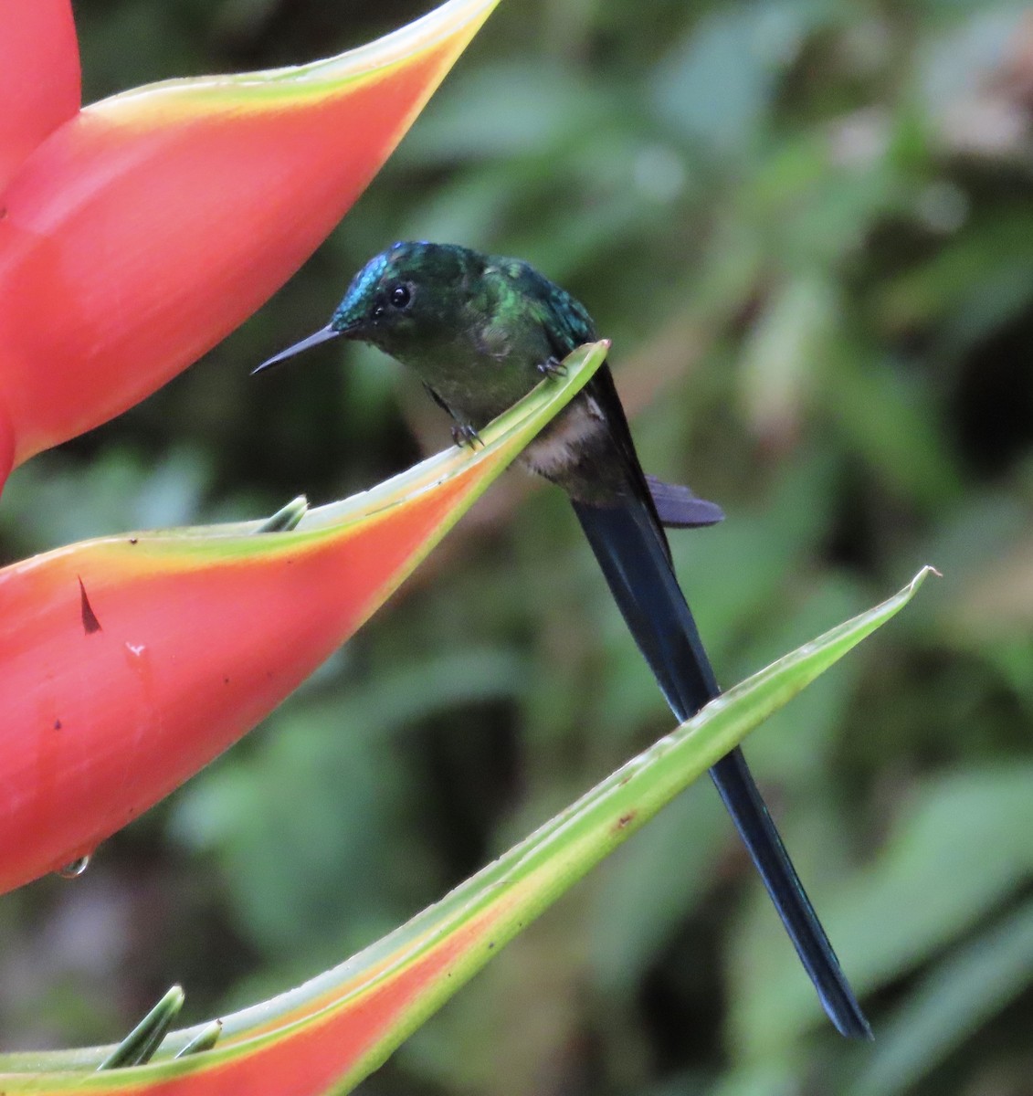 Long-tailed Sylph - ML646428628