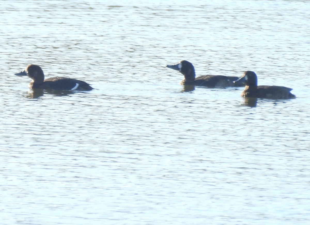 duck sp. - ML646428629