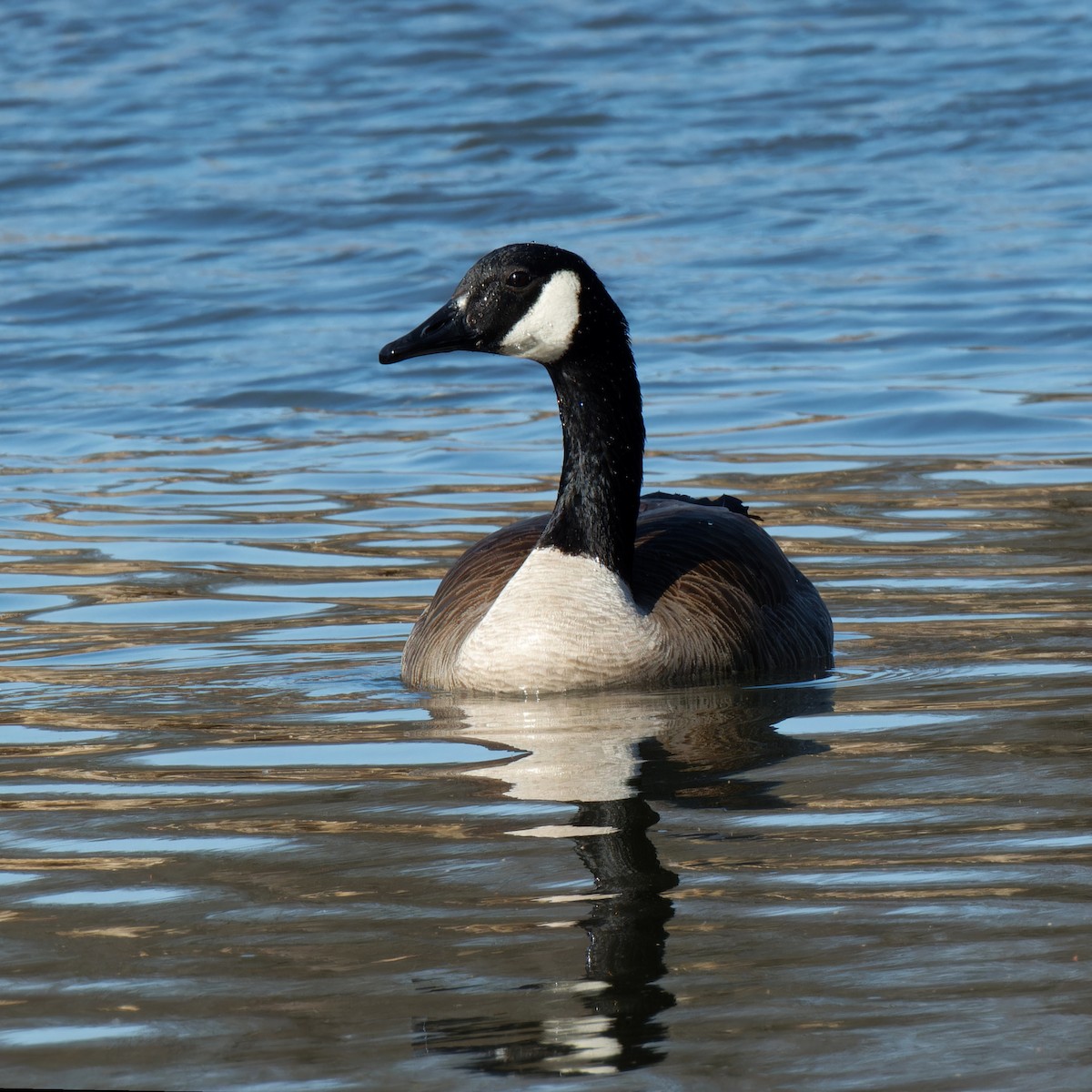 ברנטה קנדית - ML646428631