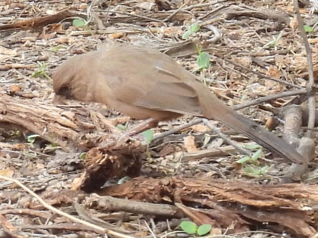 Schwarzkinn-Grundammer - ML646428632