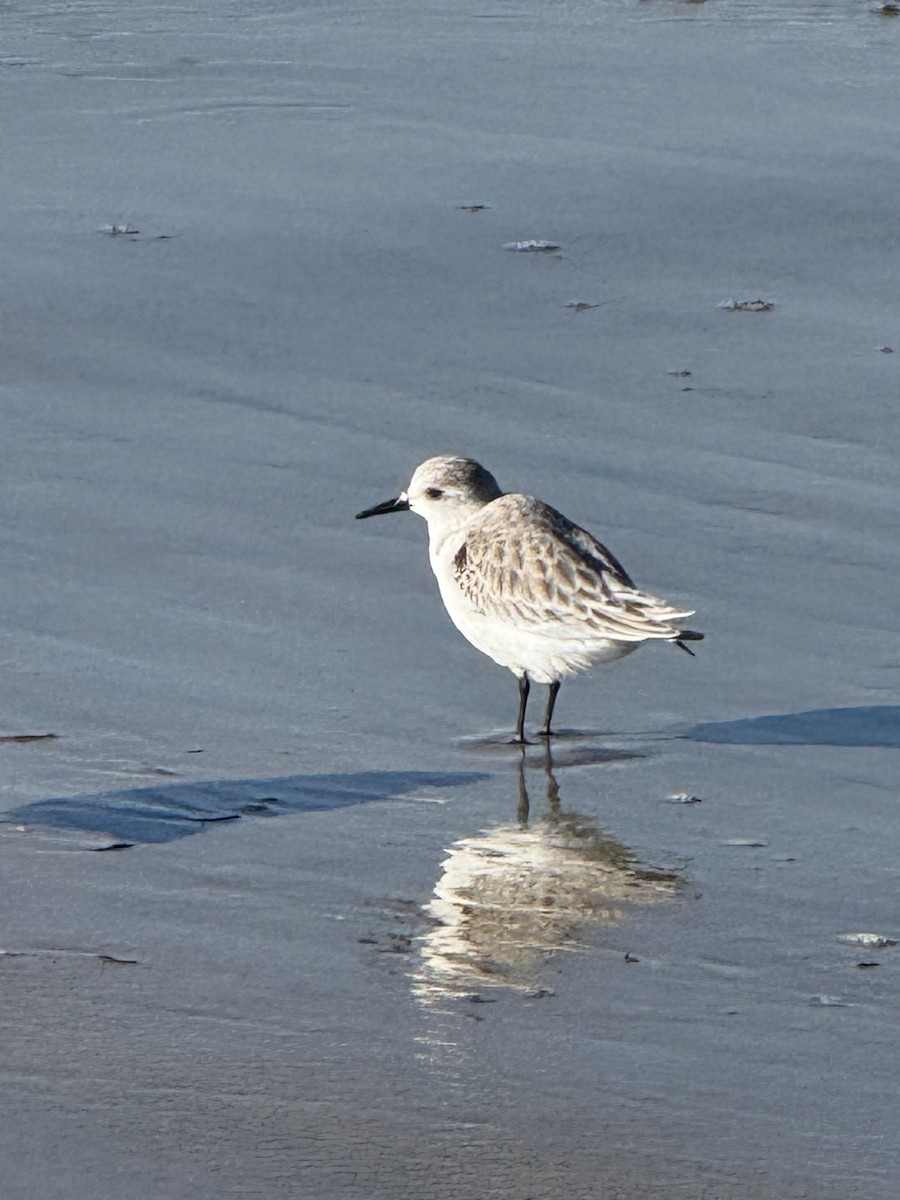 Alaska Kumkuşu - ML646428634