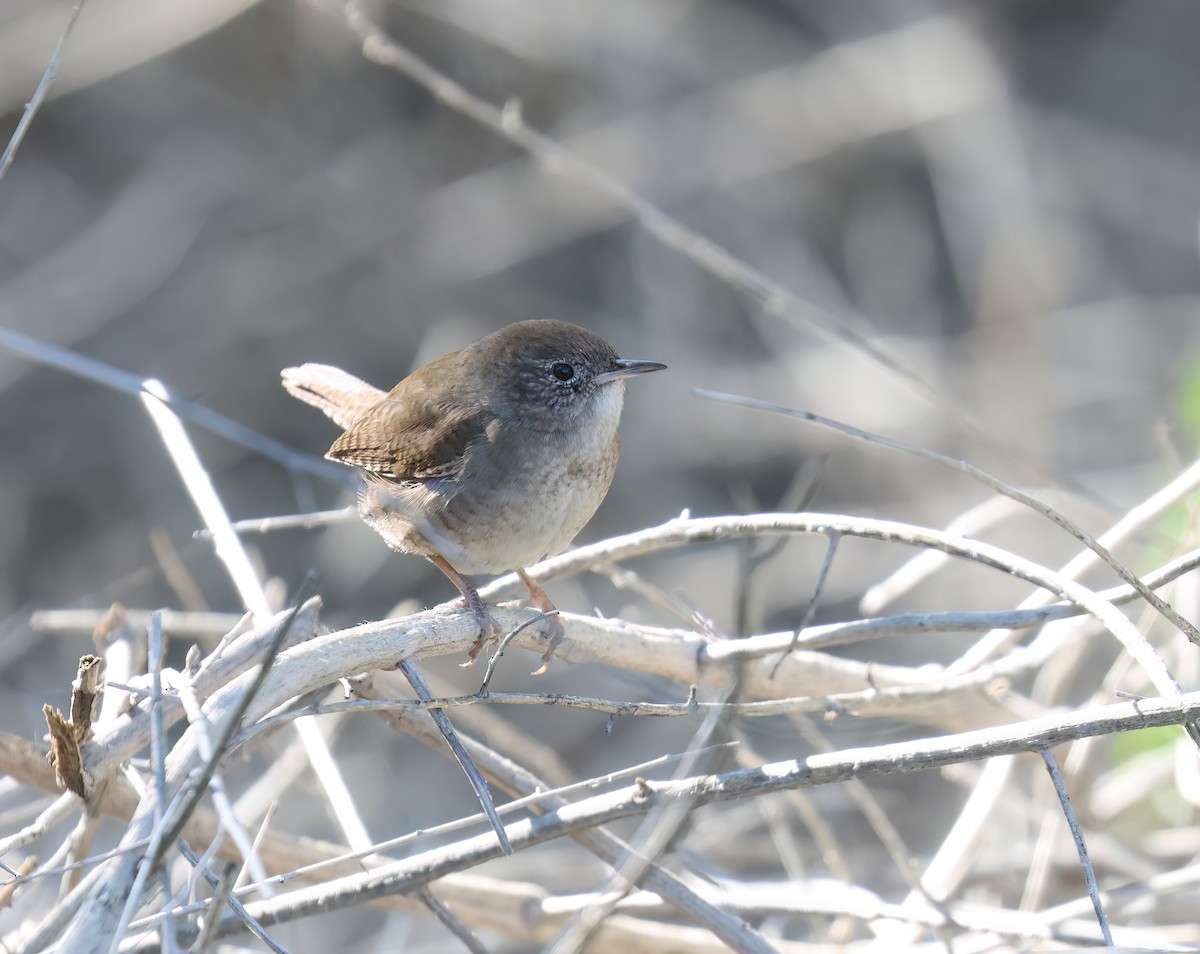 Northern House Wren (Northern) - ML646428636