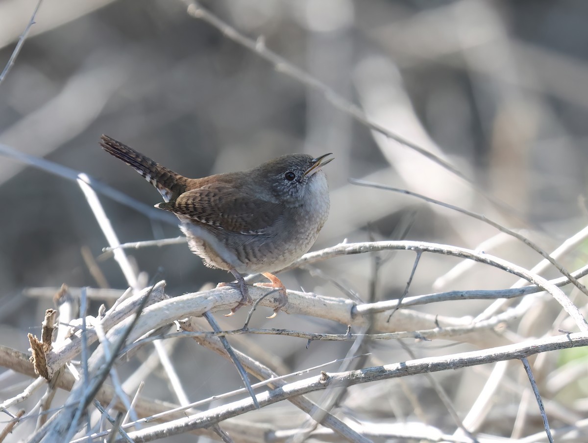 Northern House Wren (Northern) - ML646428637
