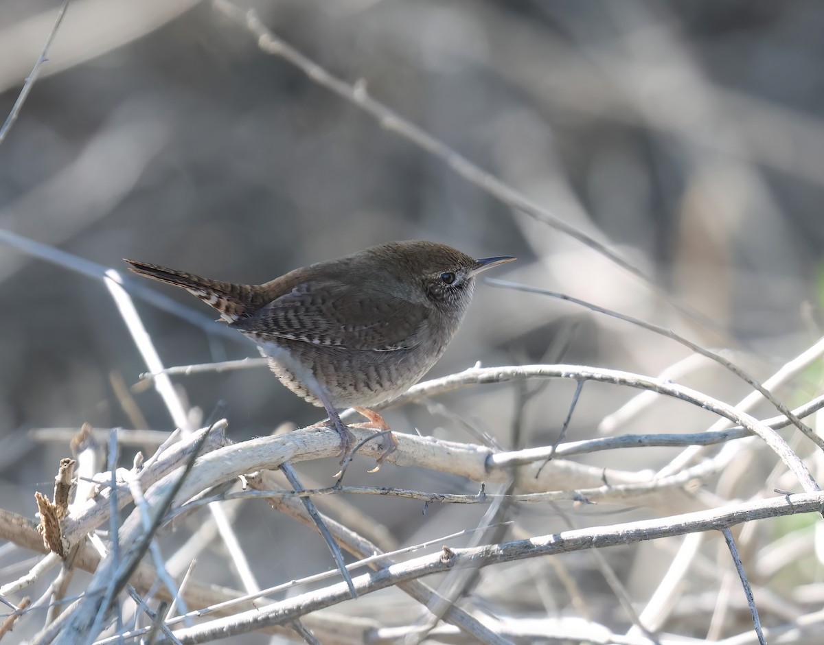 Northern House Wren (Northern) - ML646428638