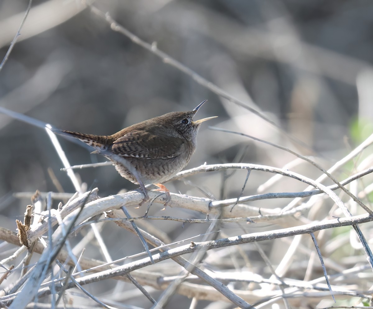 Northern House Wren (Northern) - ML646428639