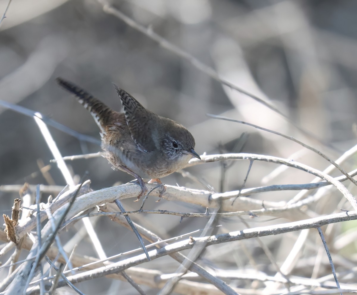 Northern House Wren (Northern) - ML646428640
