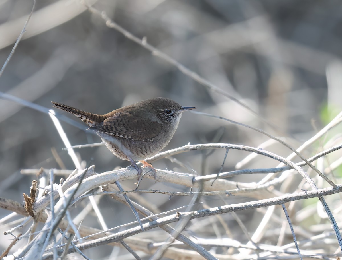 Northern House Wren (Northern) - ML646428641