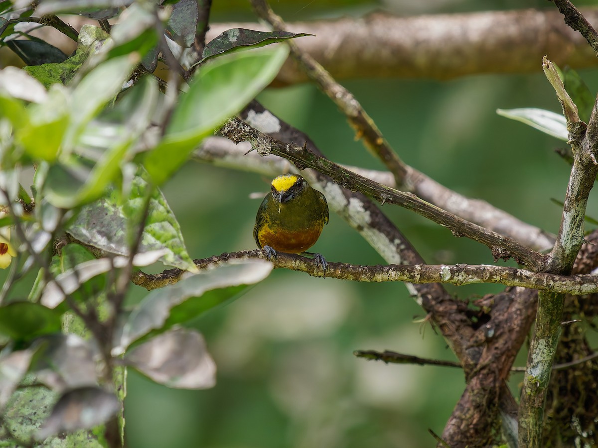 libohlásek Gouldův - ML646428646