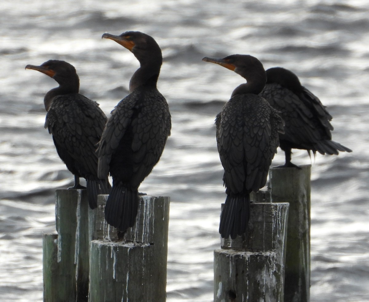 Double-crested Cormorant - ML646428648