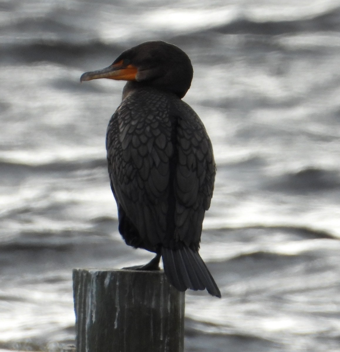 Double-crested Cormorant - ML646428649