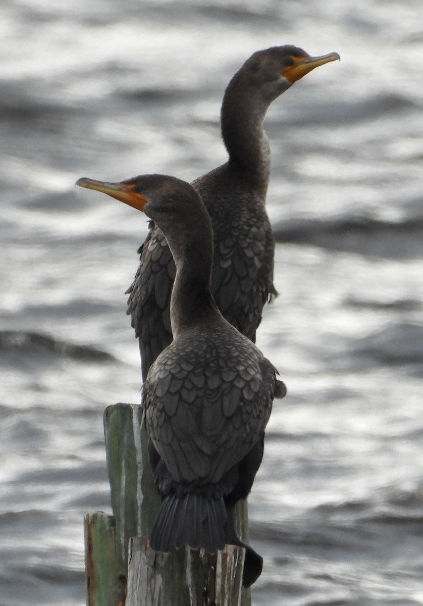 Double-crested Cormorant - ML646428650