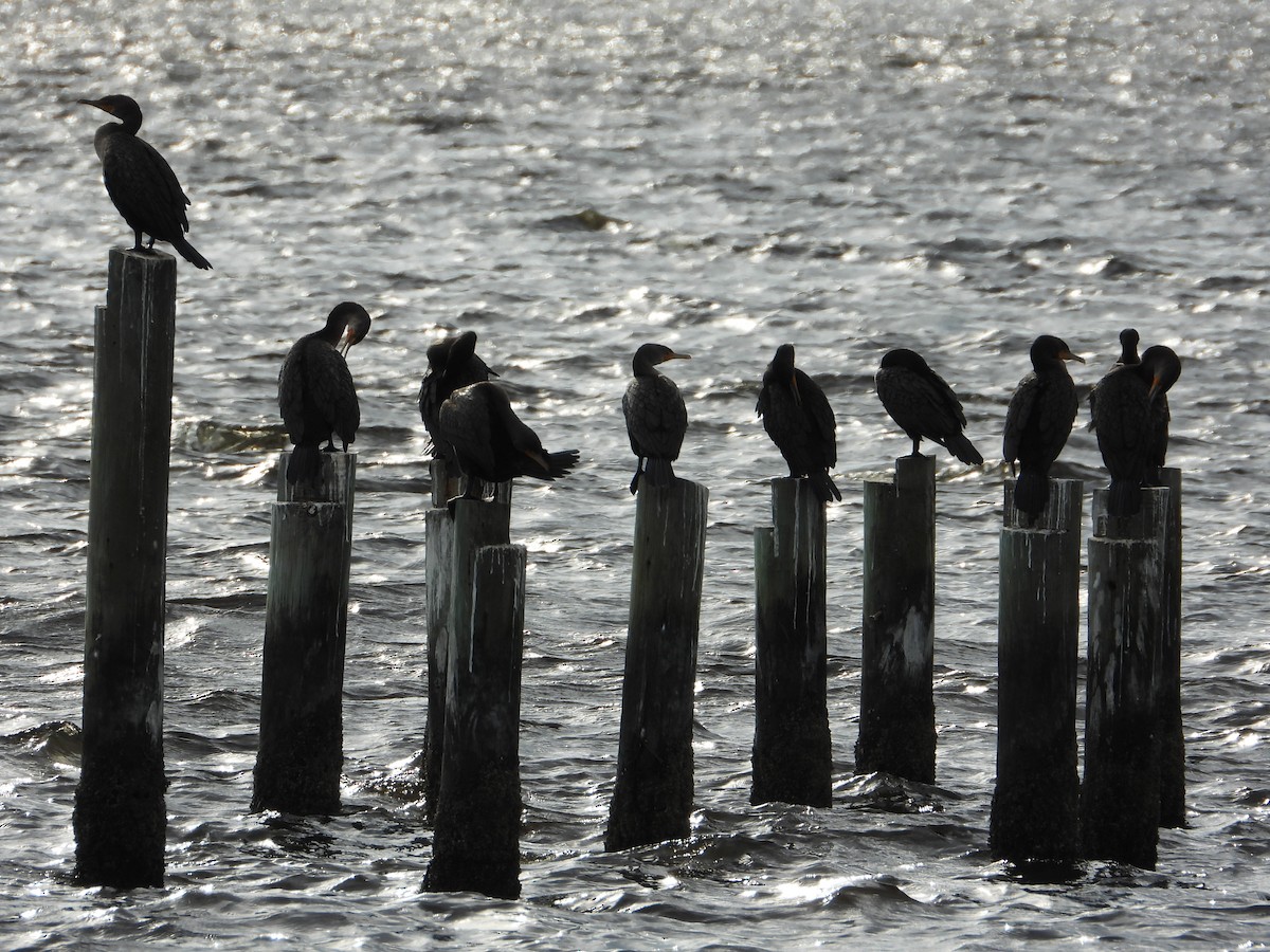 Double-crested Cormorant - ML646428651