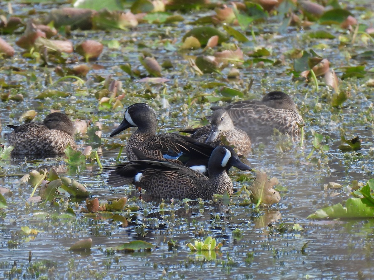 čírka modrokřídlá - ML646428652