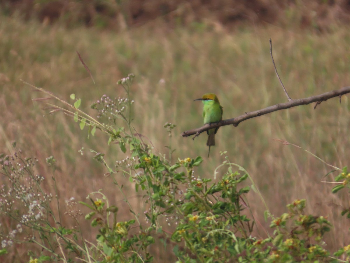 Asian Green Bee-eater - ML646428653