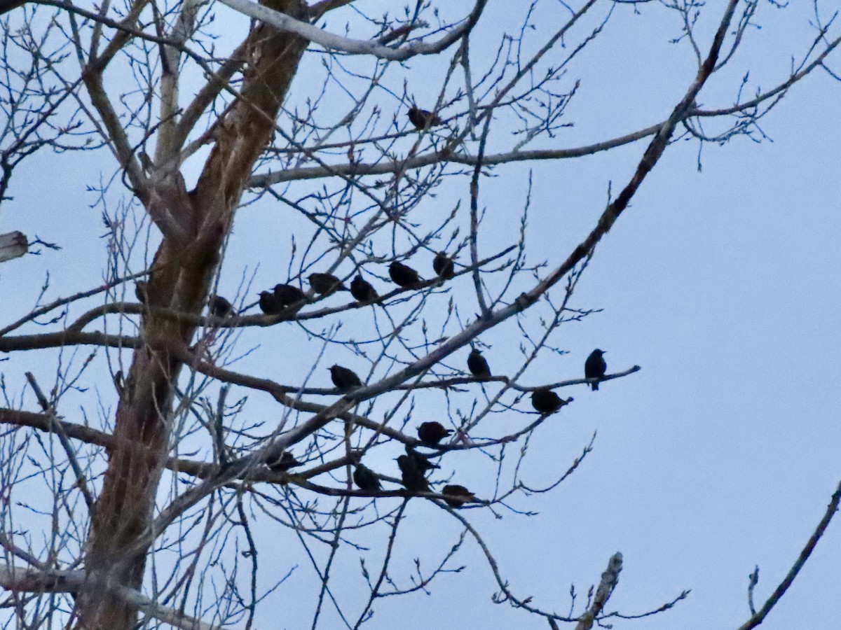 European Starling - ML646428654