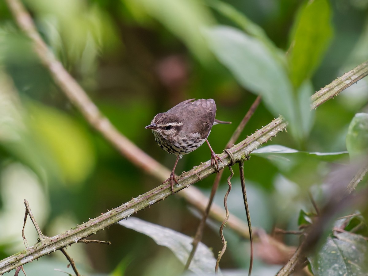 Drosselwaldsänger - ML646428655