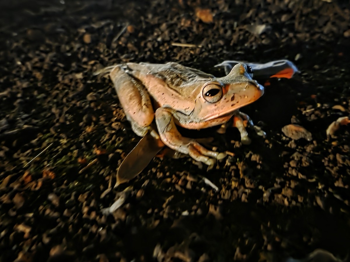 Blacksmith Tree Frog - ML646428657