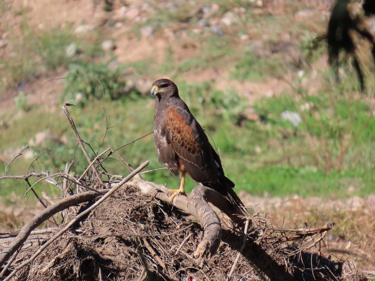 Poiana di Harris - ML646428658