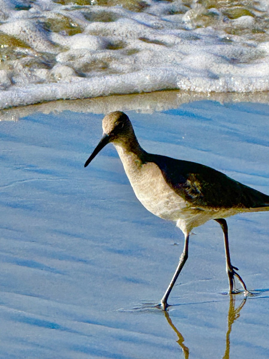 Long-billed Curlew - ML646428660