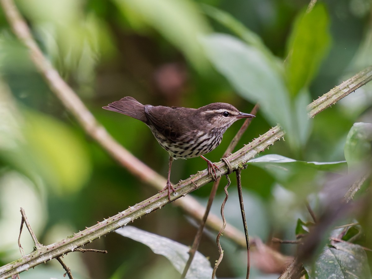 Drosselwaldsänger - ML646428661